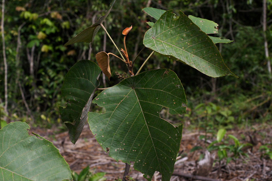 Macaranga denticulata